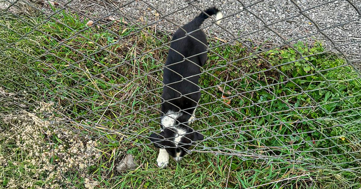 sakarya kocaalide rogar cukuruna dusen kopek kurtarildi vfrV8vTY.jpg