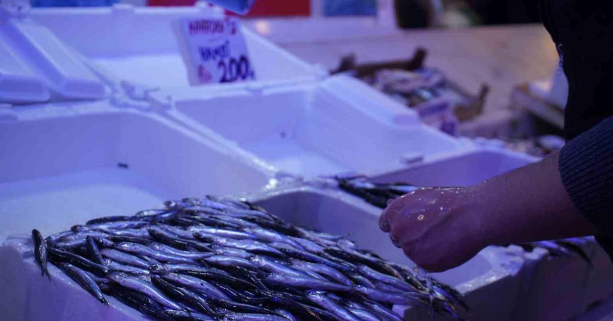 sakarya tezgahlarinda hamsinin yerini istavrit aliyor 8kx72eA8.jpg