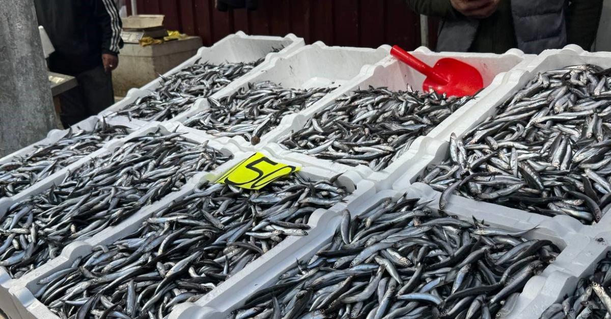 zonguldakta hamsi fiyatlari firladi 50 liradan 150 liraya qqWeiGlc.jpg