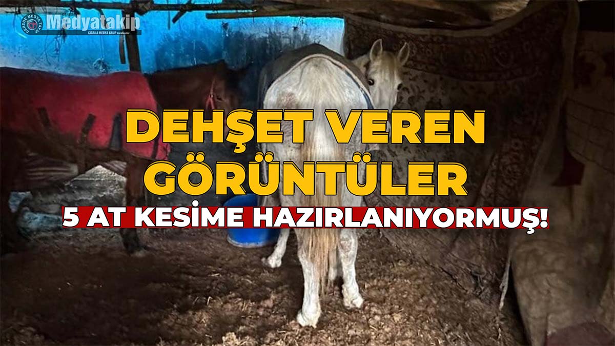 5 At Kesime Hazırlanıyormuş!