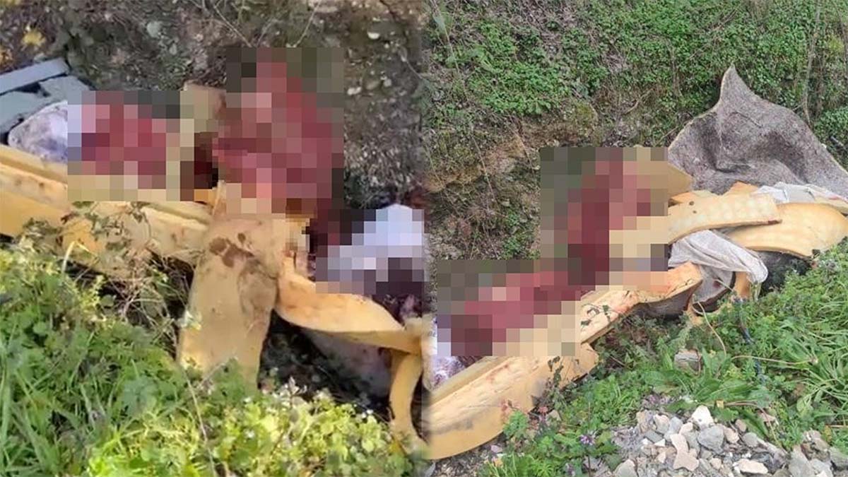 5 At Kesime Hazırlanıyormuş!2