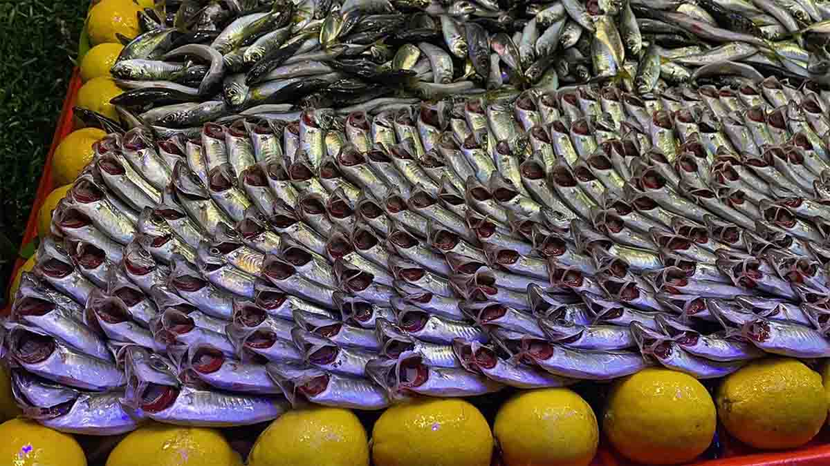 Balık Tezgahlarında Hamsi Krizi2