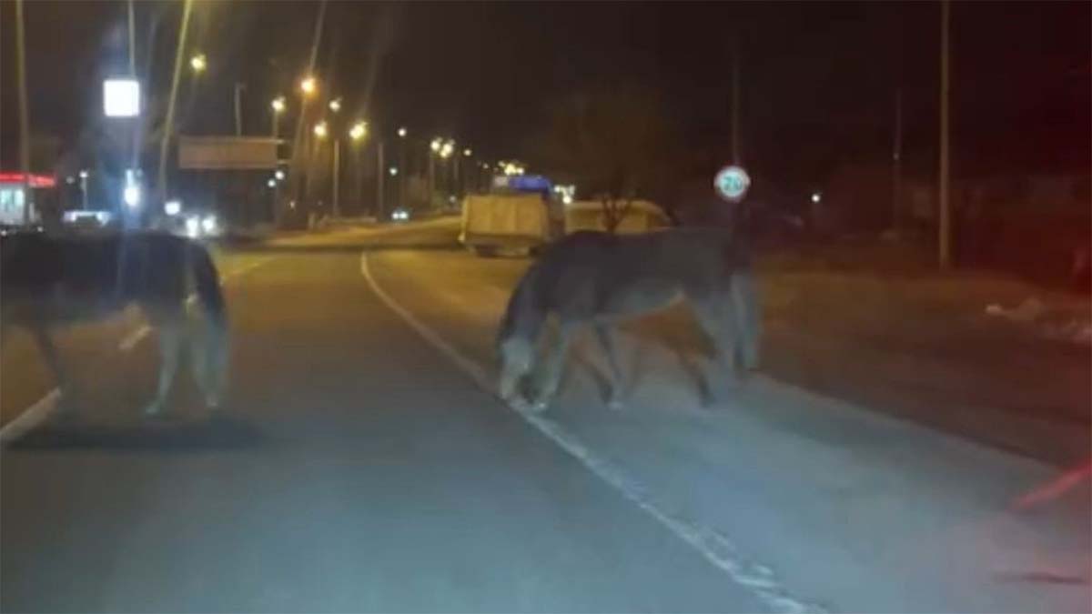 Bolu Yılkı Atları2