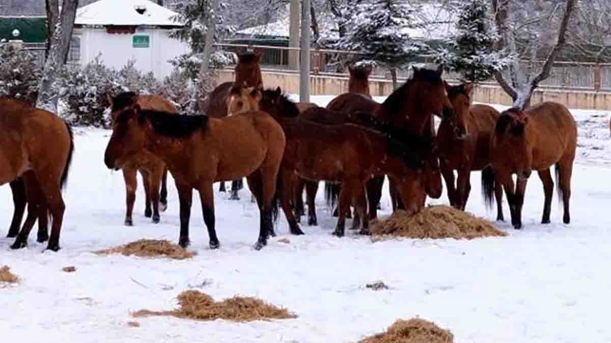 Bolu’da Aç Kalan Yılkı Atları Şehir Merkezine İndi
