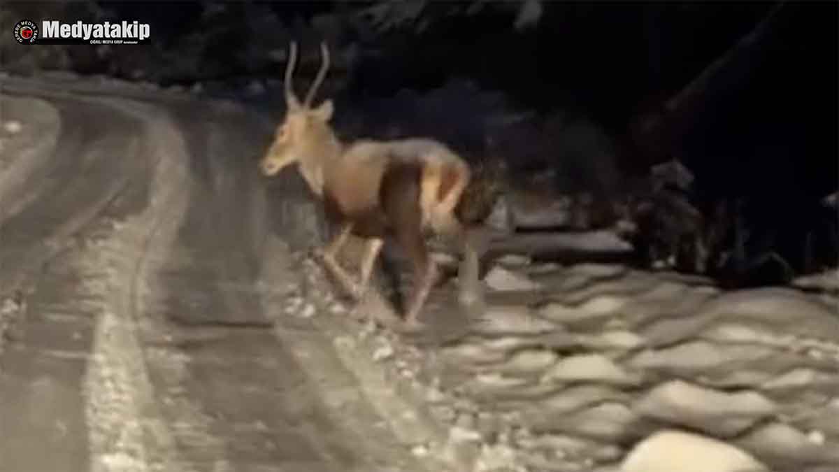 Bolu’da Geyik ve Karacalar Ortaya Çıktı