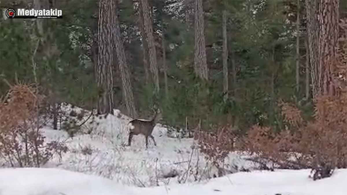 Bolu’da Geyik ve Karacalar Ortaya Çıktı2