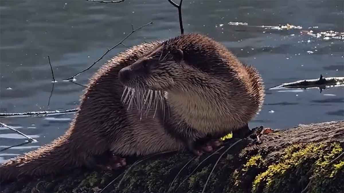 Bolu’da Su Samuru Sürprizi