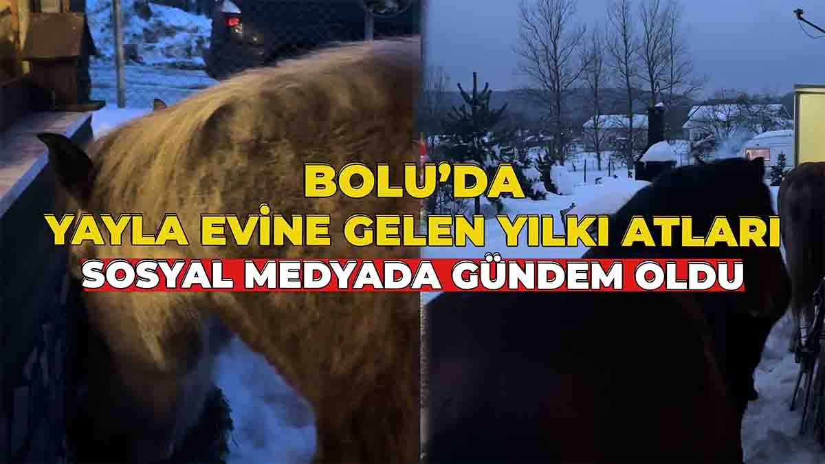 Bolu’da Yayla Evine Gelen Yılkı Atları