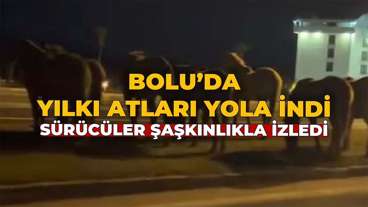 Bolu’da Yılkı Atları Yola İndi