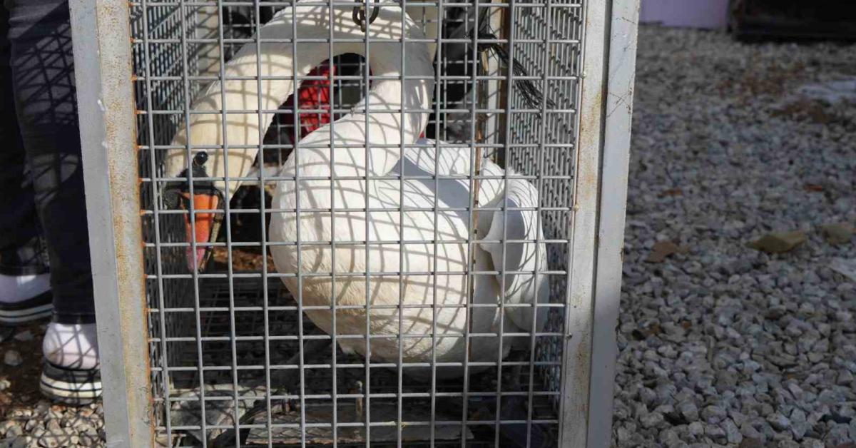 ankara elmadagda bahceye dusen kugu sasirtti lwSuRM22.jpg