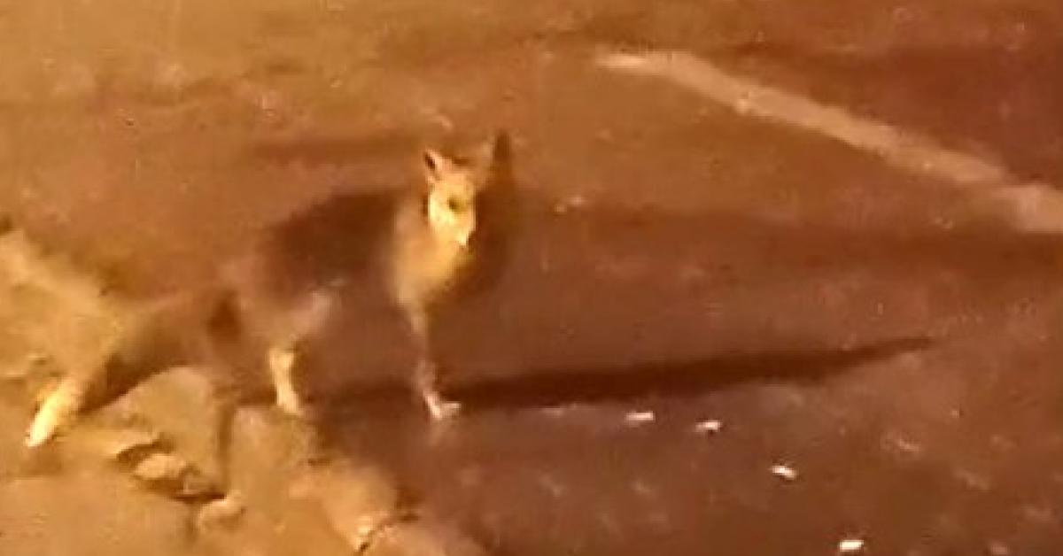 ankarada tilkiler sokaga indi 7nLeiSIr.jpg