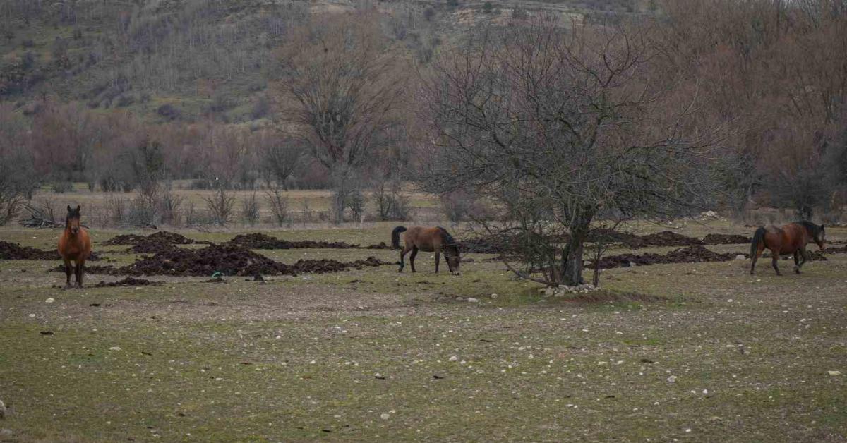 ankarada yilki atlari goruntulendi wDROha3K.jpg