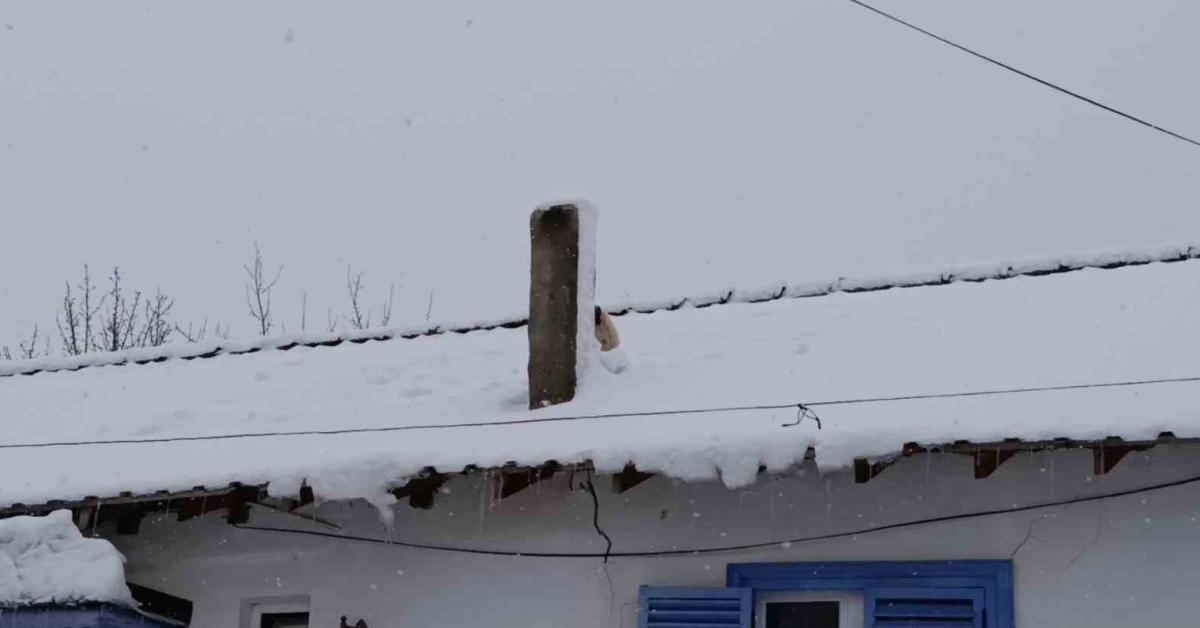 bilecikte cesur itfaiye ekipleri yavru kopegi catidan kurtardi j6A5mKwO.jpg