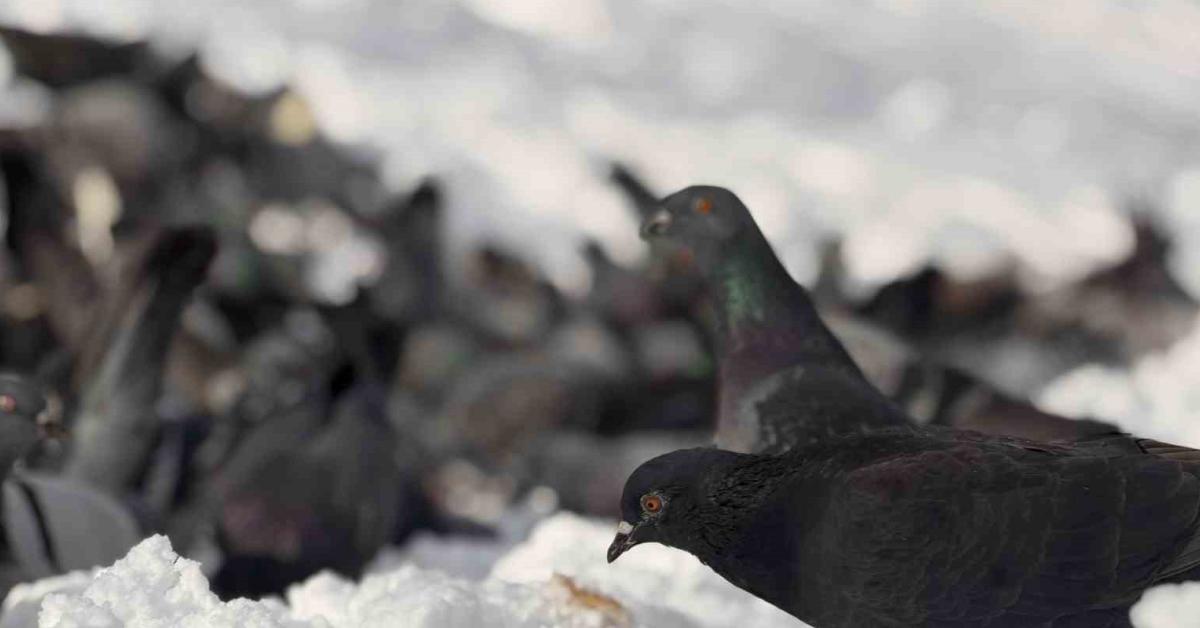 duzcede soguk havalarda yurek isitan davranis diaKqJmi.jpg