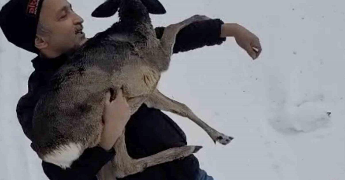 duzcede yarali yavru karaca soguktan kurtarildi qp3smGrB.jpg