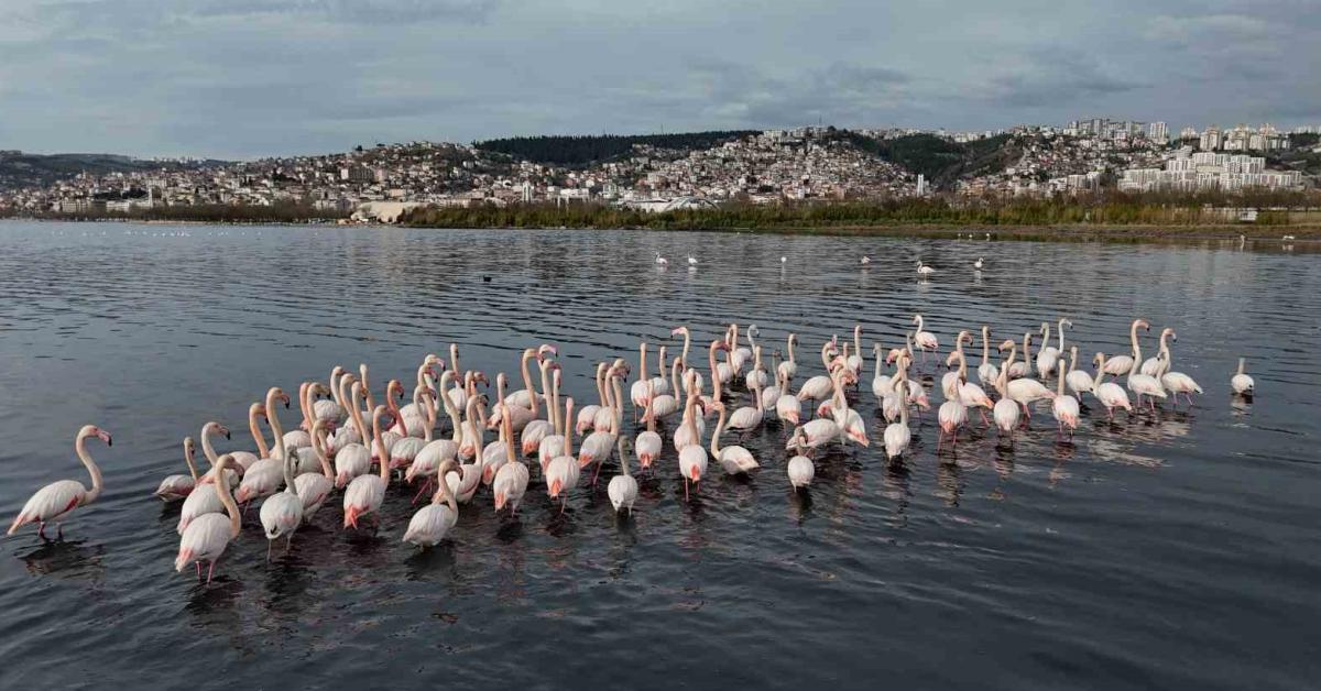 izmit korfezi flamingolarla renklendi kocaelide doga soleni OO6fNHTu.jpg