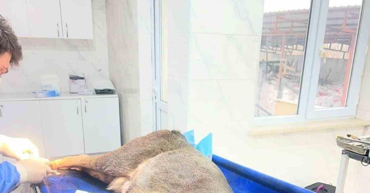 karabukte kaza geciren karaca hayata donduruldu wbXvR11P.jpg