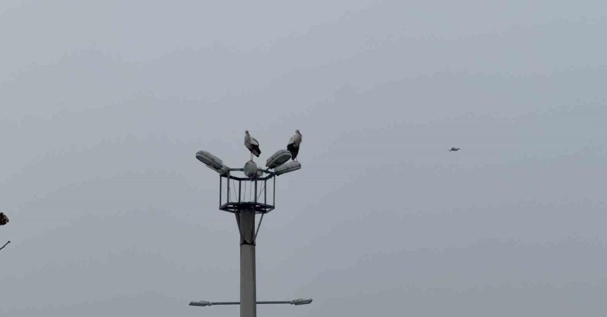 karabukteki leylek demir yaz kis ayrilmiyor xsZ41R48.jpg