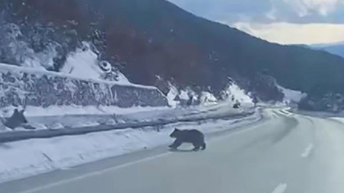 kastamonu küre ayı