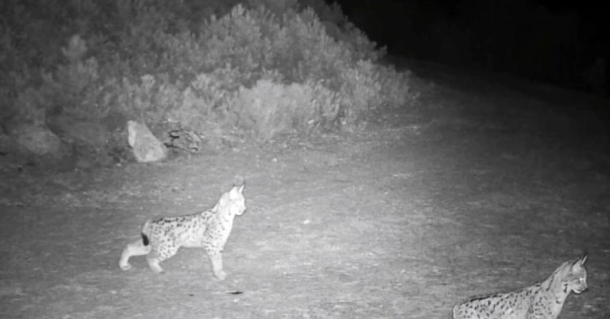 nesli tehlike altindaki vasaklar cankirida goruldu PhqKsDT9.jpg