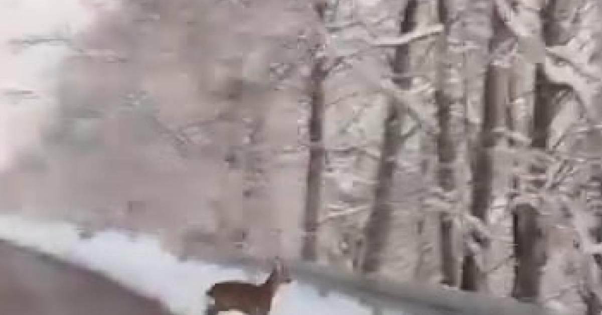 sakarya akyazida karaca surprizi XVt2tn5c.jpg