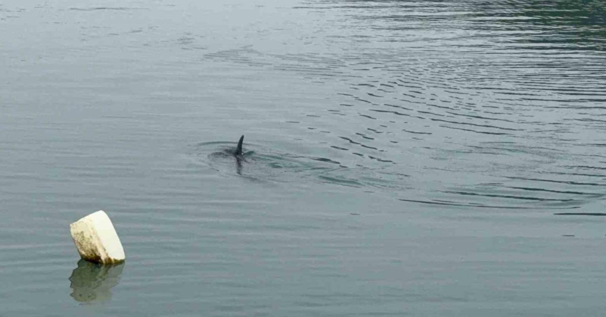 zonguldakta limanda mahsur kalan yunus kurtarildi mih5ViNP.jpg