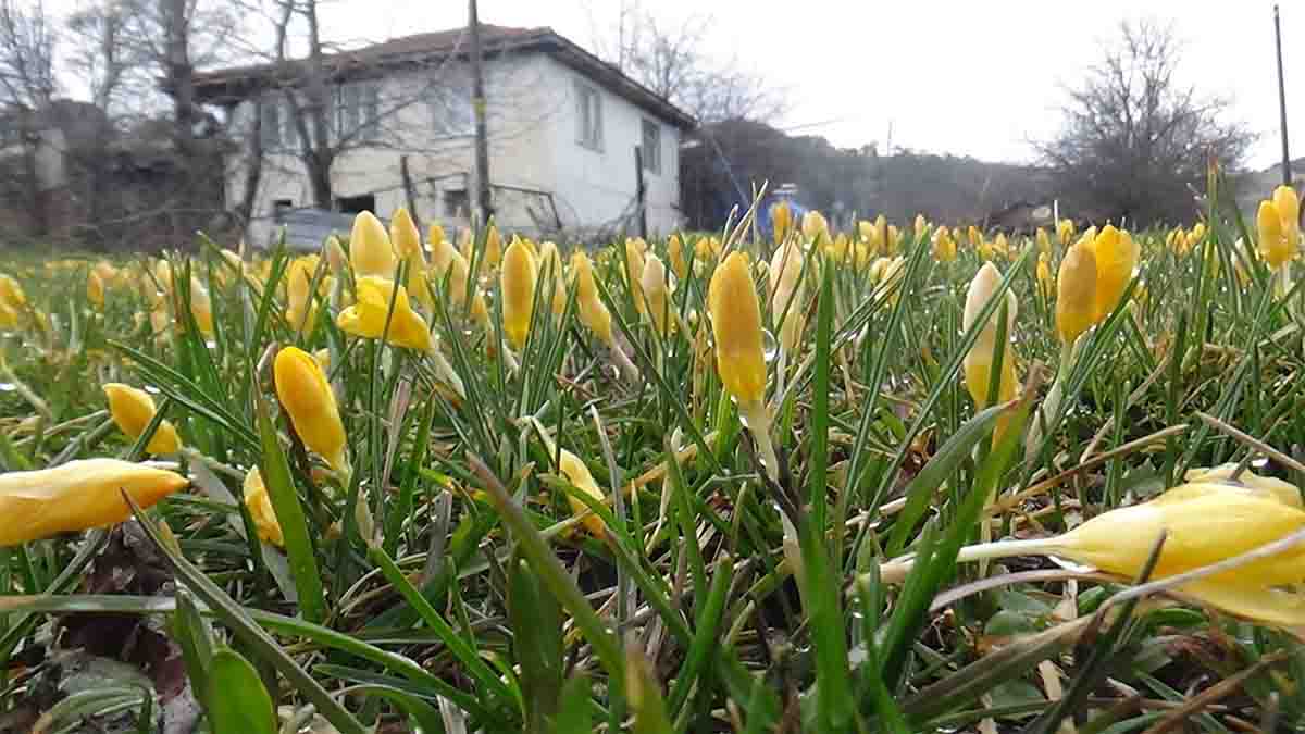 Bolu’da Bahar Erken Geldi