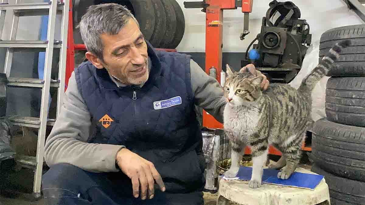 Bolu’da Kedi Değil Sanki Usta