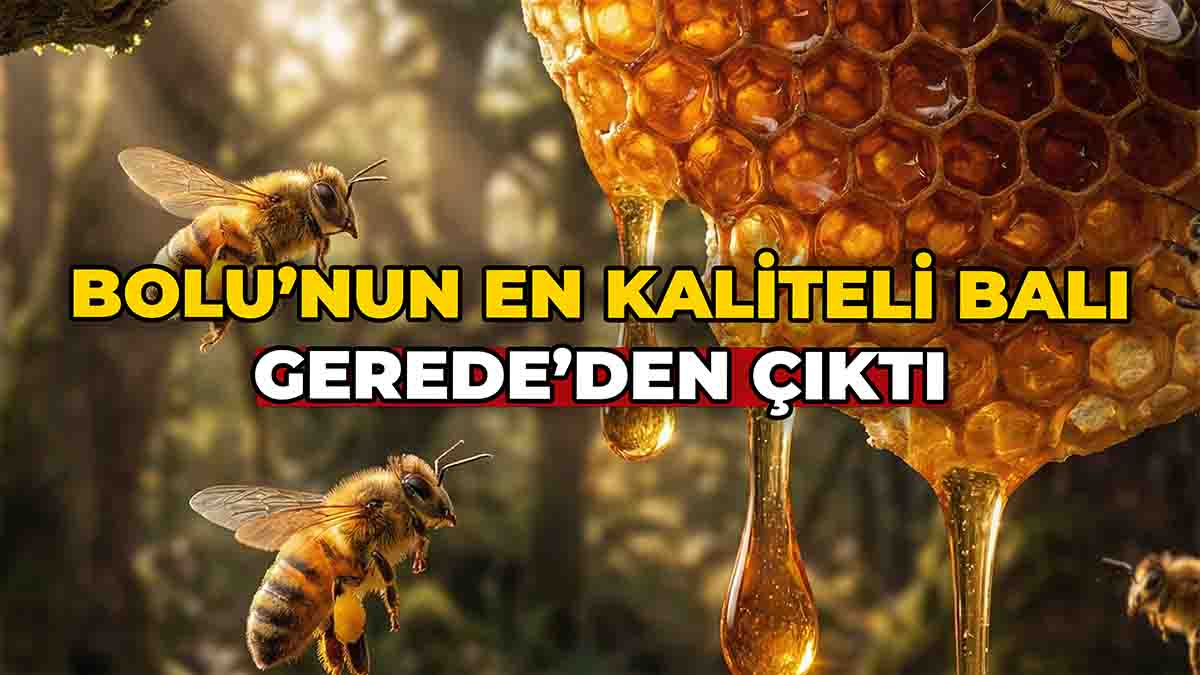 Bolu’nun En Kaliteli Balı Gerede’den Çıktı