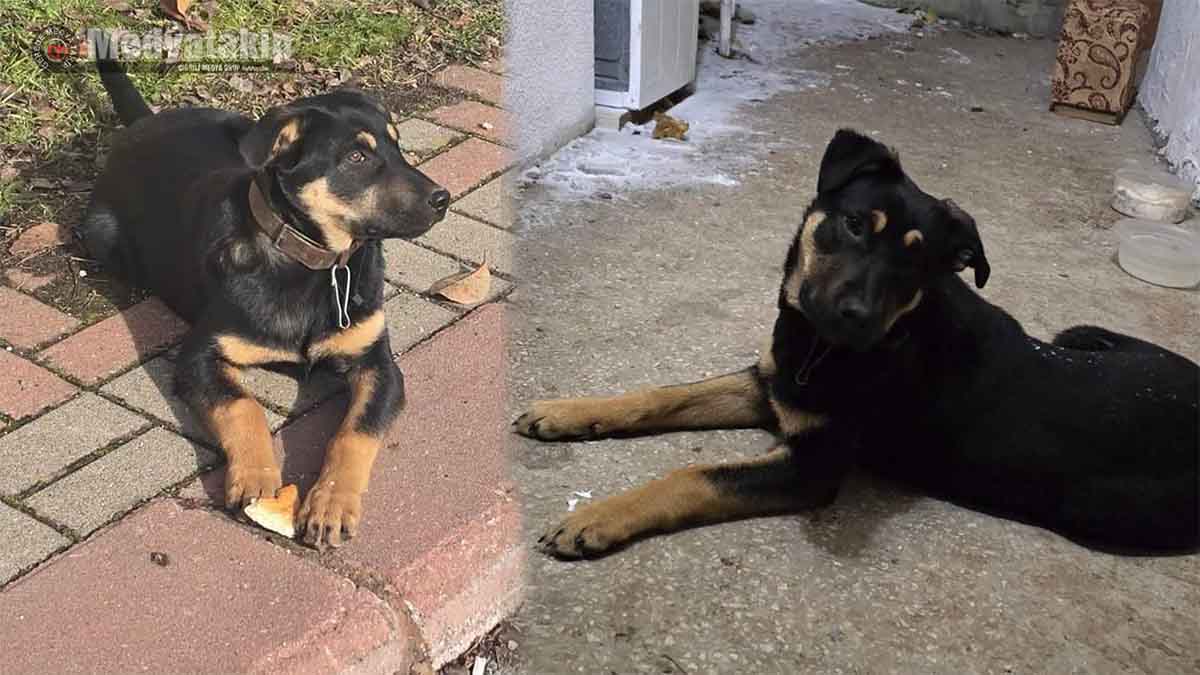 Gerede'de Bu Köpeği Bulan 200 Dolar Kazanacak 2