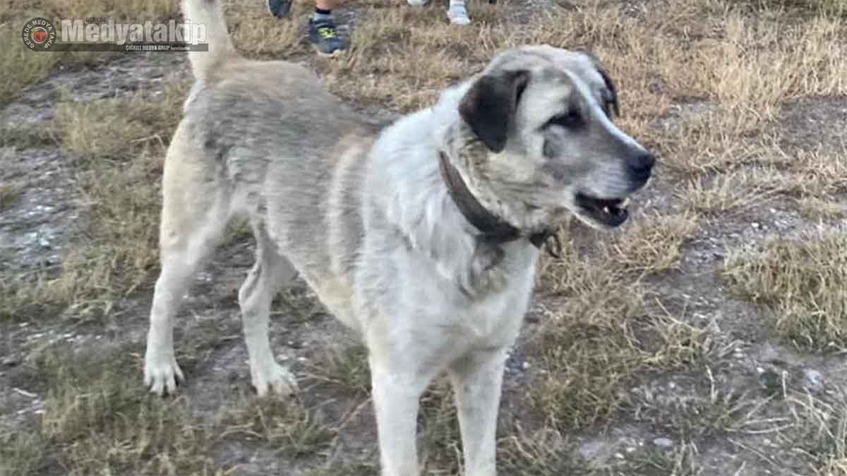 Marsi Metin Apaydın