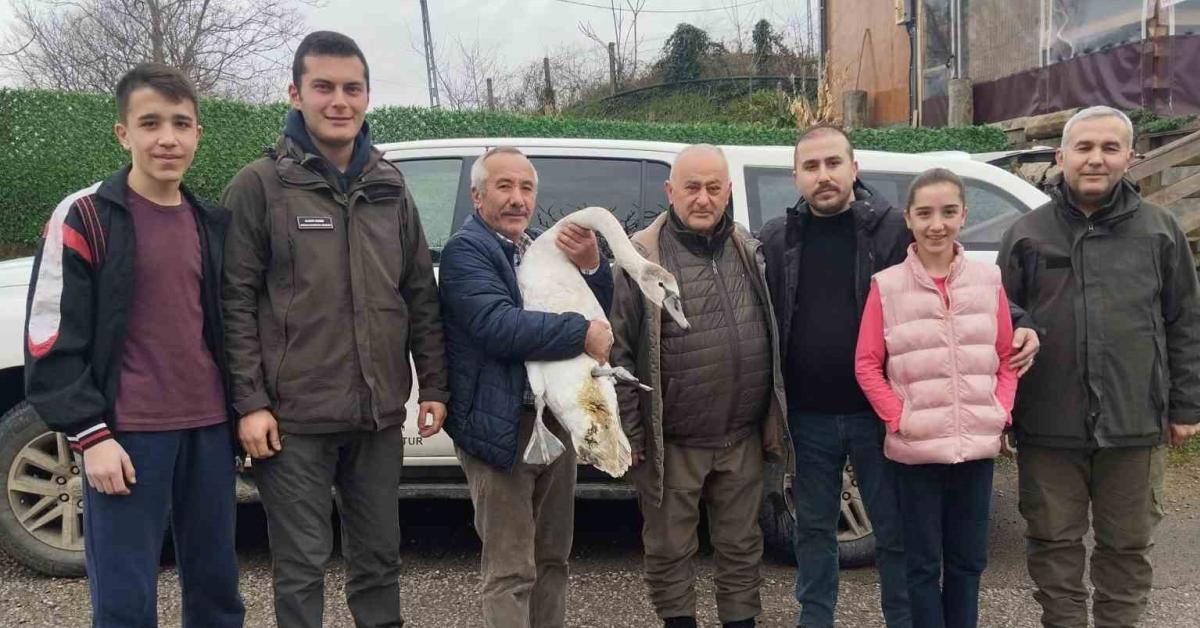 bartinda yarali kugu dogaya kavustu xTXOBwJq.jpg