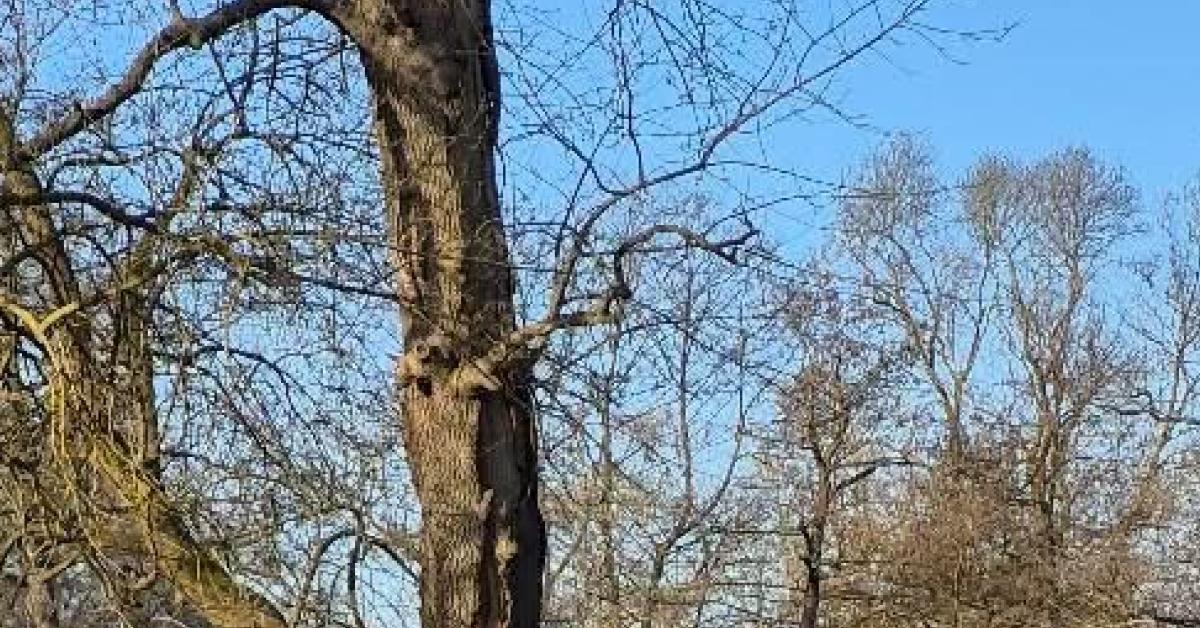 duzce golyakada agacta yangin vatandaslar itfaiyeye haber verdi Gq7BkGsl.jpg