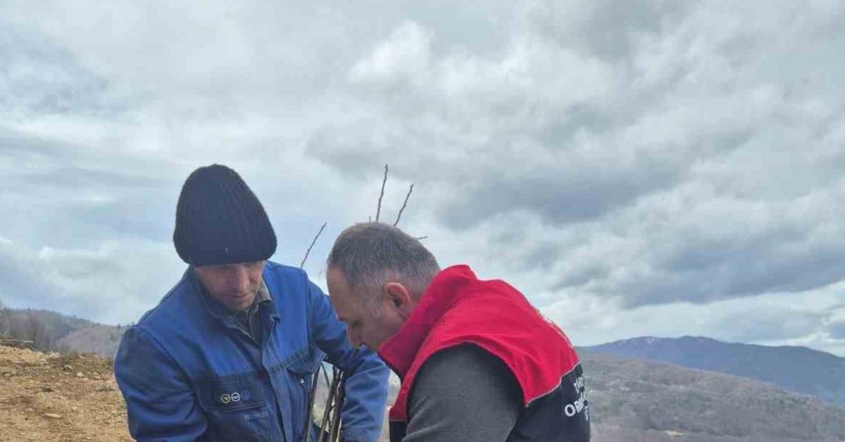 duzcede kestane fidanlari dikimi gerceklestirildi FJMlU54V.jpg