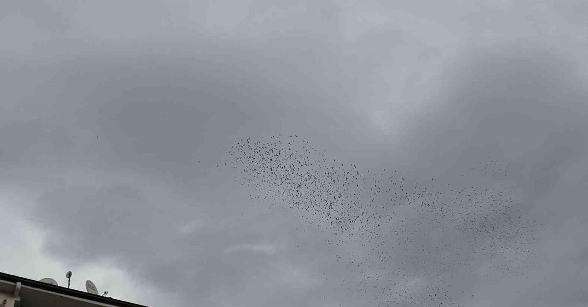 duzcede kuslarin muhtesem dansi gorsel solen olusturdu bJXr6MQc.jpg