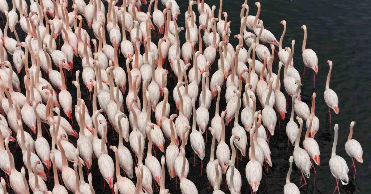 izmit korfezinde muhtesem flamingo gosterisi 3Q5bhBy5.jpg