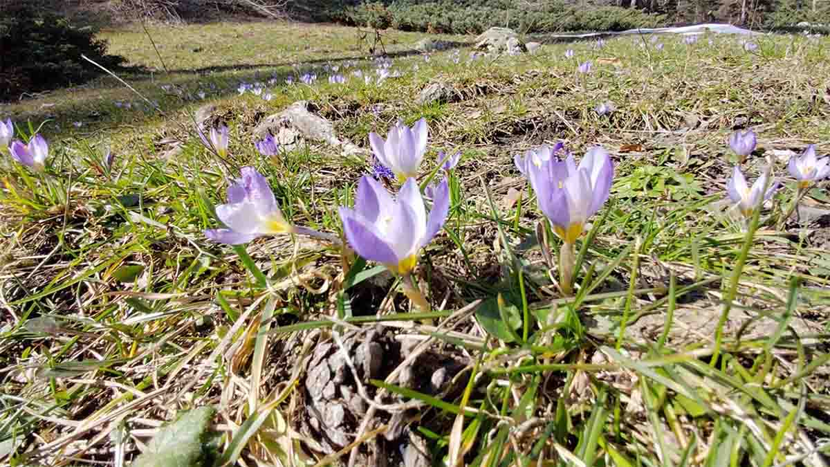 Bolu’da Bahar Kendini Gösterdi2