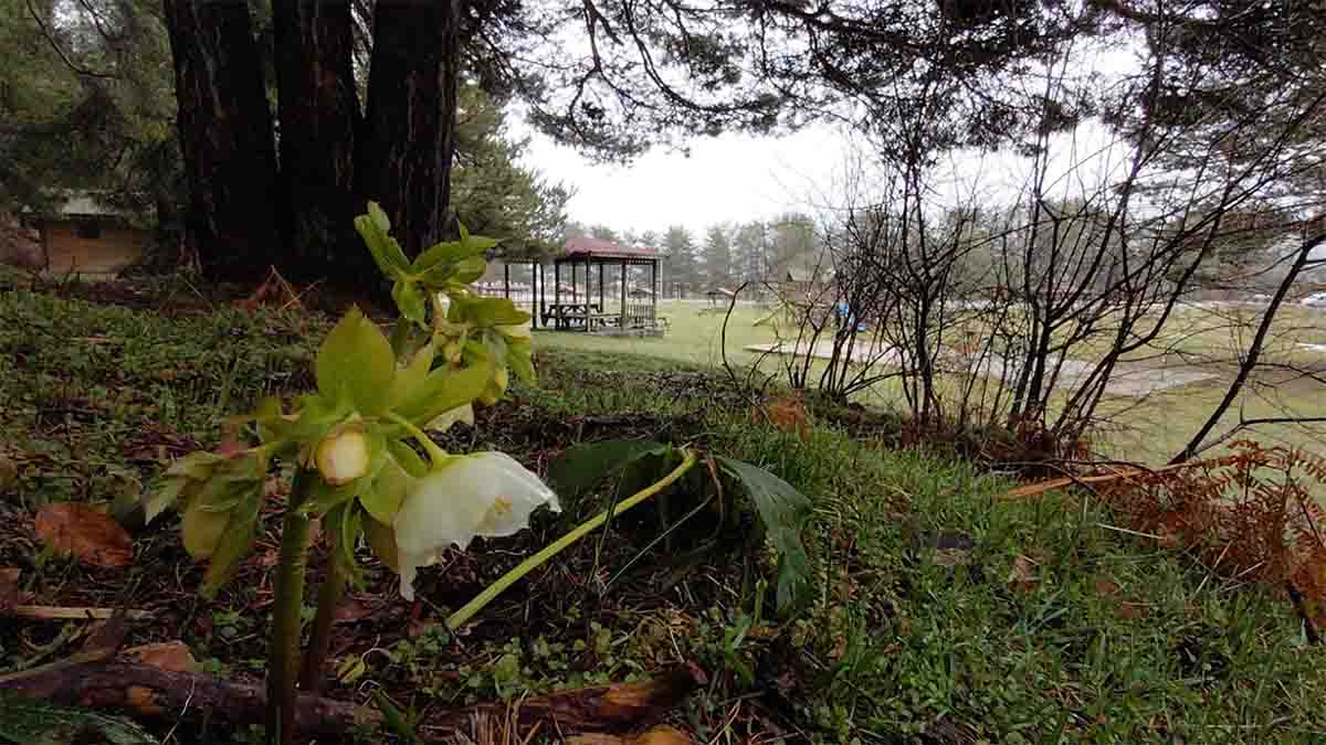 Bolu’nun Gözdesi Abant’ta Bahar Coşkusu Başladı2