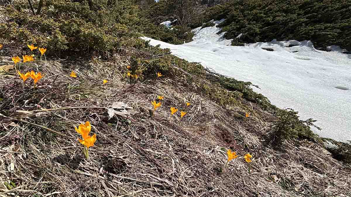 Gerede’de Görenleri Şaşkına Çeviren Olay2