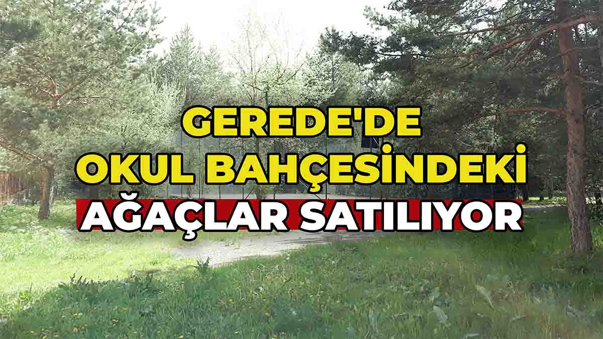 Gerede'de Okul Bahçesindeki Ağaçlar Satılıyor