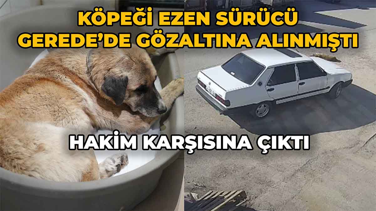 Köpeği Ezen Sürücü Gerede’de Gözaltına Alınmıştı