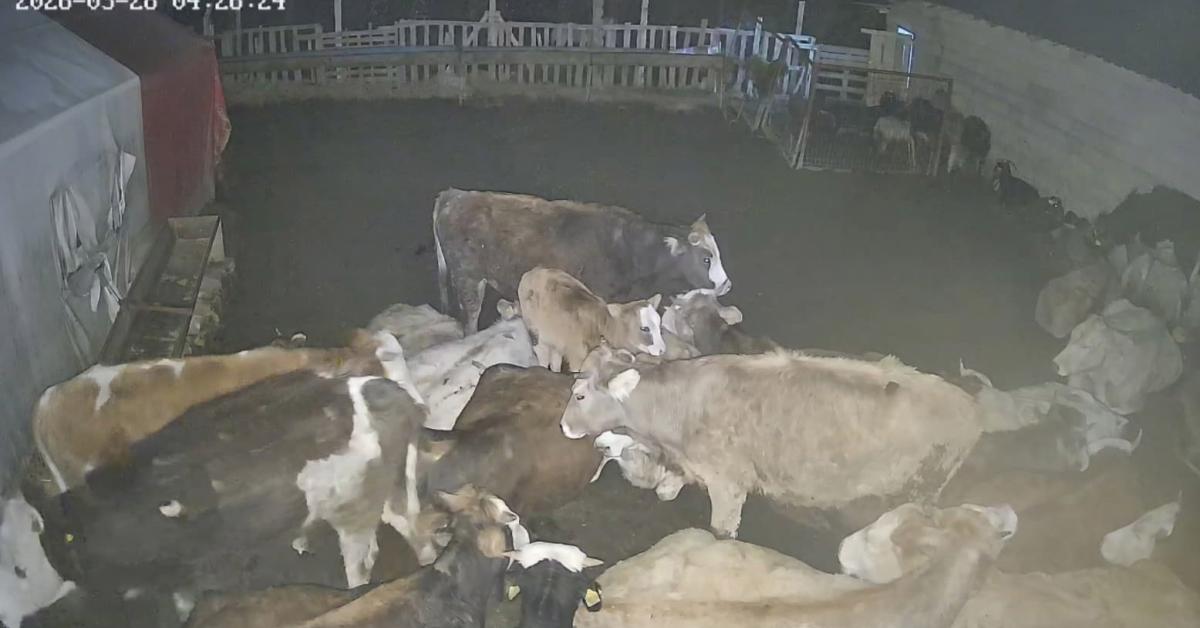 ankara evrende ciftlige kurt daldi ACluNmwk.jpg