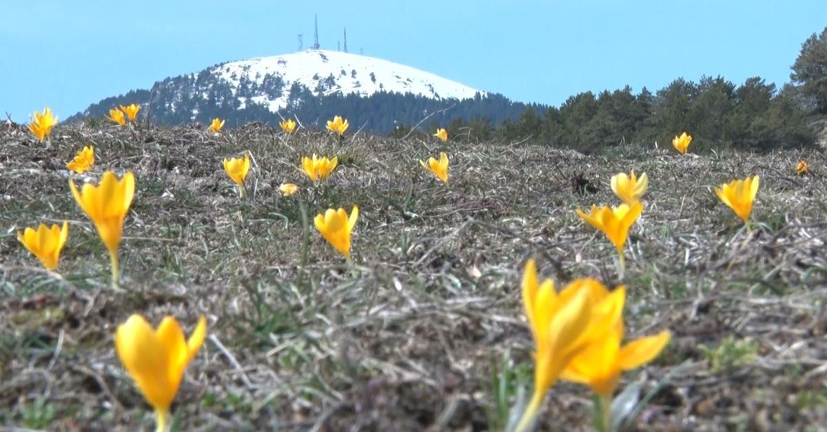 ankara kizilcahamamda bahar mujdecisi cigdemler acti yi7AmUQZ.jpg