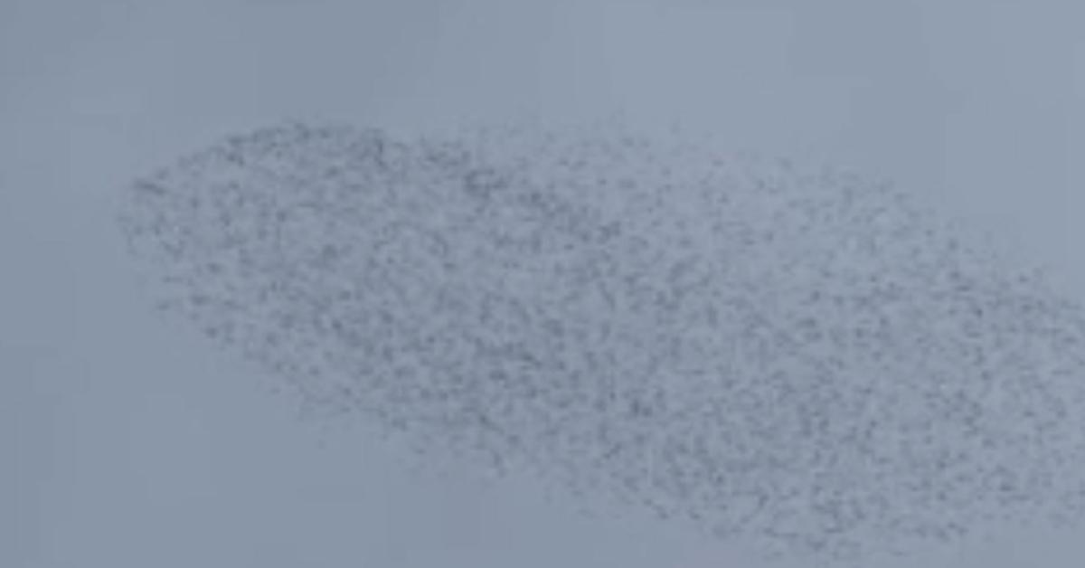 ankara sincanda kuslarin buyuleyici gokyuzu dansi MbdBJ1Qg.jpg