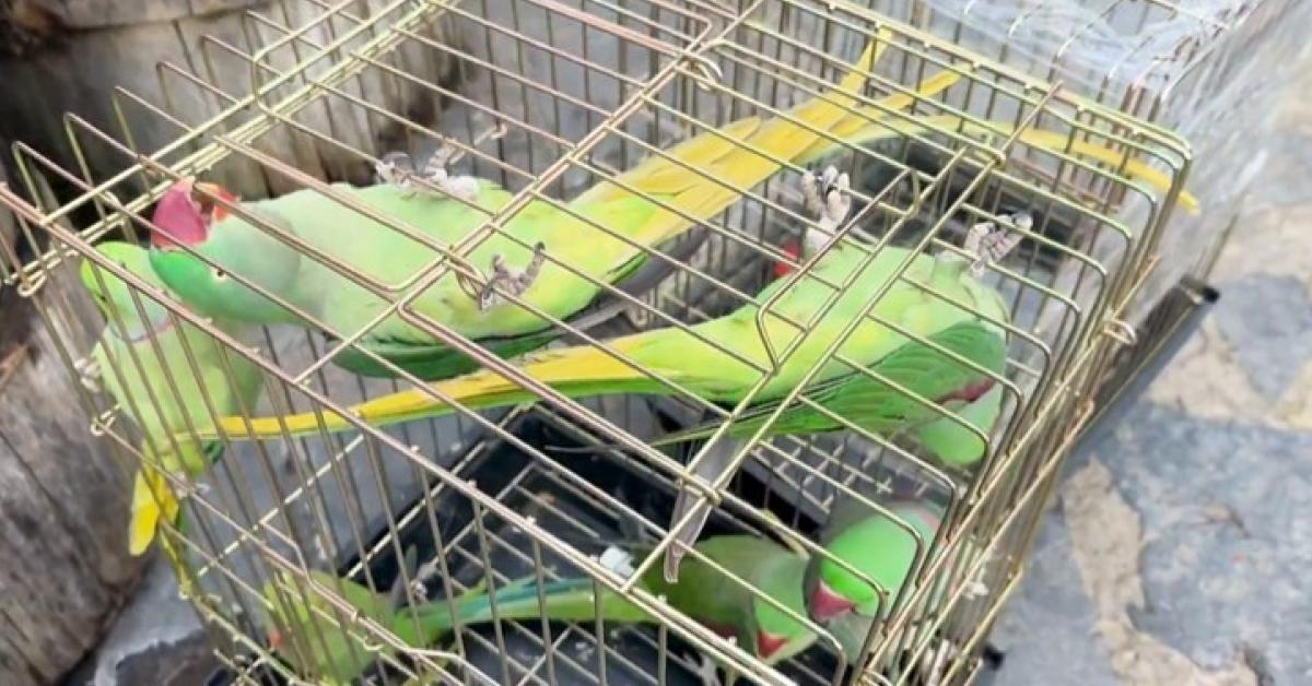 istanbul eminonunde 39 papagana el konuldu AmHH7ENS.jpg