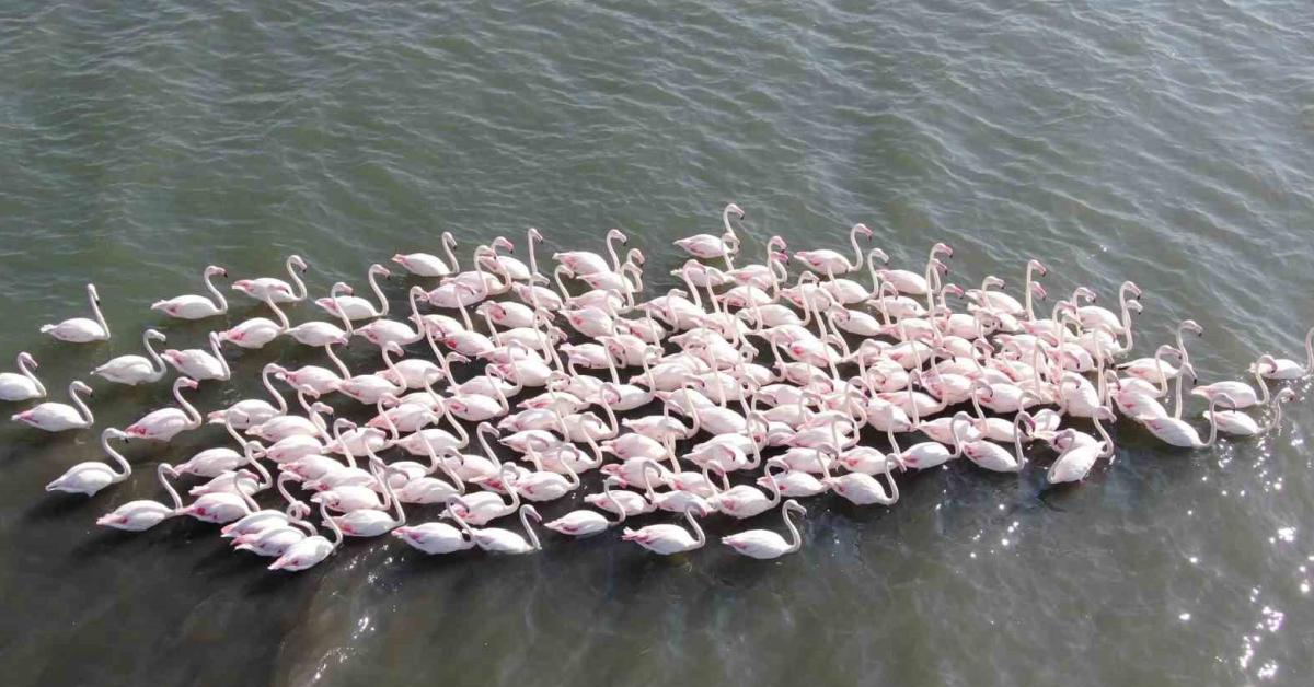 izmit korfezinde flamingo sayisi artiyor OJ1S4zKp.jpg