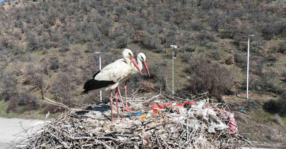 kizilcahamamda leylekler donmeye basladi z5pZzc6x.jpg