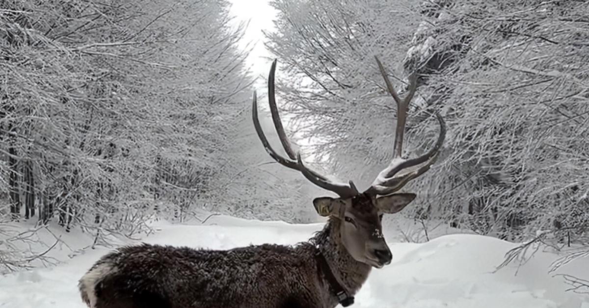 kocaelide kar altinda kizil geyikler goruntulendi 3nkL9u6N.jpg