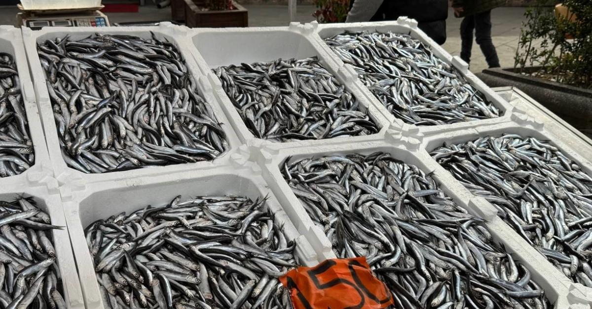 zonguldakta hamsi sezonu son gunlerini yasiyor 1SkccPTK.jpg