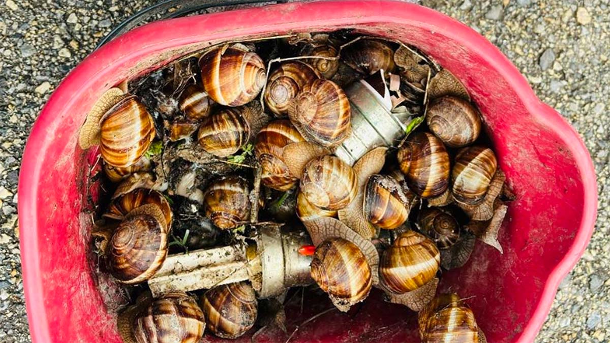 Yeniçağa Salyangoz